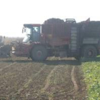 Una máquina recoge remolacha en una plantación de la ribera del Esla