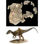 Arriba, restos fósiles del dinosaurio. Abajo una recreación hipotética de su aspecto en vida.