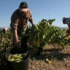 Un grupo de trabajadores realizan la vendimia en una finca del Bierzo