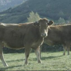 La marca de garantía de las vacas y terneros de Ternabi tiene problemas de producción por los costes