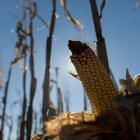 El eco régimen elegido por los agricultores leoneses ha provocado cambios como la reducción de la superficie de maíz. FERNANDO OTERO