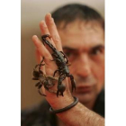 Una de las exhibiciones de «Adventure Animals» se hace con escorpiones y tarántulas