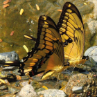 Dos mariposas ‘Heraclides thoas nealce’ en Colombia. JESÚS VÉLEZ ESTRADA