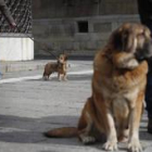 Perros en las calles de León