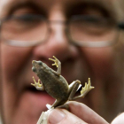 Un biólogo descubre una rana y la bautiza con el nombre de FARC.