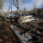 Un enorme árbol cayó en Sáenz de Miera, sin graves daños. RAMIRO