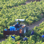 Vendimia para la cooperativa vitivinícola de Cacabelos, en la comarca del Bierzo