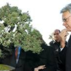 Felipe González contempla un bonsai en el Botánico