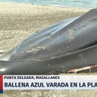 Una ballena azul varó en el borde costero y no sólo llamó la atención por sus 30.000 kilos.