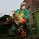Los veterinarios rumanos iniciaron ayer el sacrificio de las aves en las granjas en cuarentena