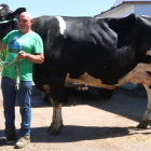 José Antonio Mielgo sujeta a Lisa, una vaca nacida en 2012 que tardó en quedarse preñada por primera vez. A.D.M.
