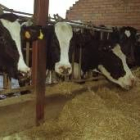 La cabaña de vacuno de leche se reduce cada año en León