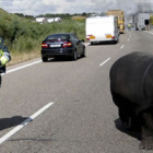 Un guardia civil custodia al joven hipopótamo poco después de abandonar el camión que arde al fondo.