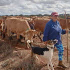 Susana García Fernández, con sus vacas y sus perros pastoreando en Chozas de Abajo. DL