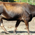 Un ejemplar de la raza bovina que se ajusta al fenotipo de la Mantequera Leonesa. DPA/Universidad de León