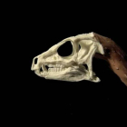 Un heterodontosaurio herbívoro, con dientes de vampiro.
