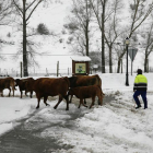 Vacas entre la nieve camino de establo en un pueblo de León