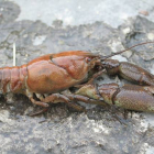 El 'Austropotamobius pallipes' o cangrejo de río europeo.