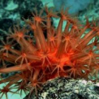 Una especie de coral rojo sin armazón fotografiado en la expedición