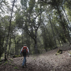 Una persona camina por un bosque en un rincón de León. DL