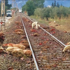 Ovejas masacradas por el tren Euromed.