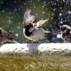 Tres gorriones urbanos se refrescan el calor en una fuente. J.J. GUILLÉN