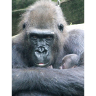 ''Machinda', hija de Copito de Nieve, con su cría, nacida el 1 de mayo en el Zoo de Barcelona.