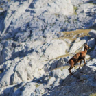 Picos de Europa tienen una moratoria de diez años, antes de que la caza sea prohibida.