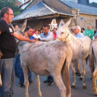 Cuatro de los ejemplares que participaron en la carrera de burros, junto a la iglesia de Noceda.