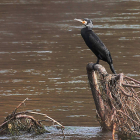 Un ejemplar de cormorán, sobre una rama en el río Esla.