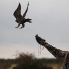 La jornada contó con vuelos espectáculares y muestras de destreza de las aves