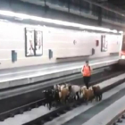 Imagen del vídeo de Instagram que graba a las cabras paseando por las vías del tren.