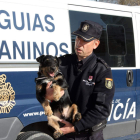 Uno de los perros adiestrados en la detección de acelerantes de la Policía Nacional.