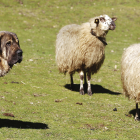 Imagen de un mastín cuidando un rebaño de ovejas en las montañas leonesas. JESÚS F. SALVADORES