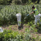 Agentes de los Mossos destruyen una plantación con 18.000 plantas de marihuana en Vilademuls, en Girona, en el 2017.