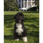 'Bo', la mascota de la familia Obama.