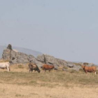 En la imagen de archivo, un rebaño de vacas pasta en los montes entre Encinedo y Benuza.