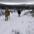 La nieve ofreció ayer en Laciana estampas típicas del otoño en la montaña leonesa. ARAUJO