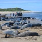 Decenas de animales muertos quedaron expuestos a la mirada de curiosos en la costa de Sea Elephant