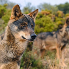 El crepúsculo y el amanecer son los mejores momentos para ver el lobo