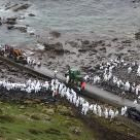 Miembros de las Fuerzas Armadas y voluntarios limpian la costa gallega entre Corcubión y Lira