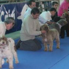 Varios de los perros que han participado durante el fin de semana en la exposición canina.