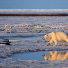 Un oso polar camina por un paraje del Ártico.