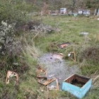 Colmenar en la zona de monte próxima a Almanza atacado por un oso