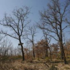 Un monte de la zona de la Maragatería; terrenos como éste sirven para activar derechos PAC fuera de