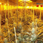 La plantación de marihuana descubierta en la masía de Santa Cristina d'Aro.