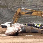 El animal, de 30 toneladas de peso y 16 metros de longitud, falleció horas después de que unos particulares que se encontraban en la zona dieran el aviso a las autoridades pertinentes.