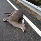 El corzo, el jabalí y el ciervo son los principales causante de accidentes en Castilla y León.