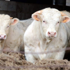 Dos animales bovinos en una explotación ganadera de la comarca leonesa de Babia. MARCIANO PÉREZ