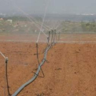 El 98% de las 7.500 hectáreas de remolacha de la provincia leonesa ya está sembrada
